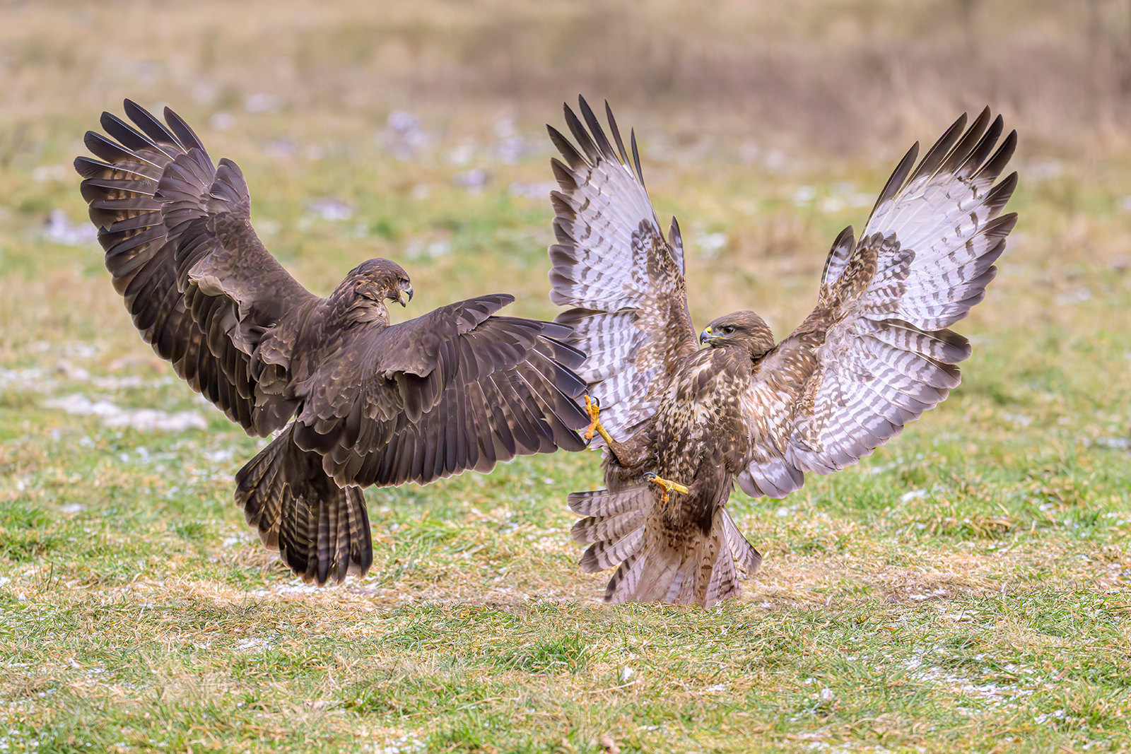 BUZZARD CONFRONTATION